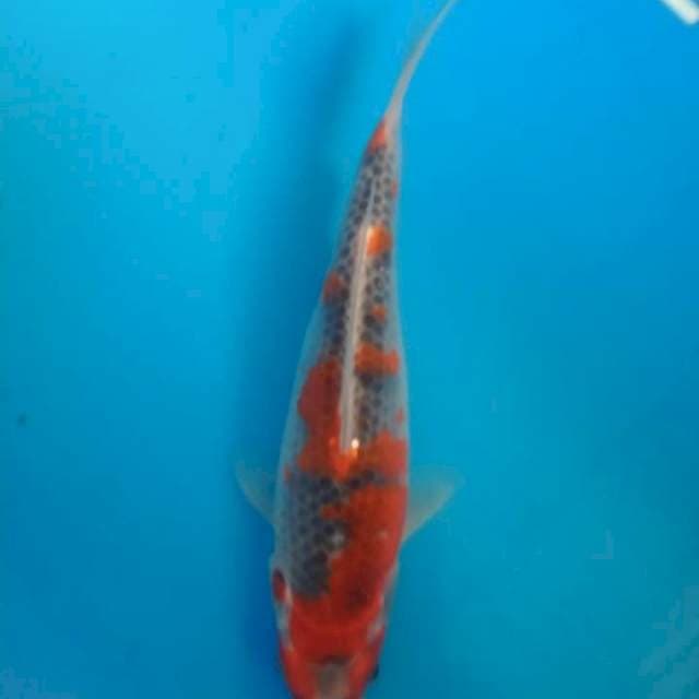 Ghosiki 24 cm