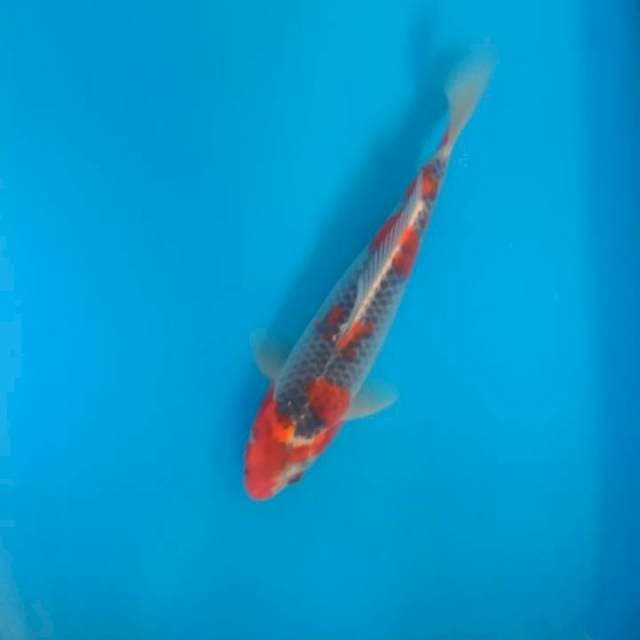 Goshiki size 26 cm