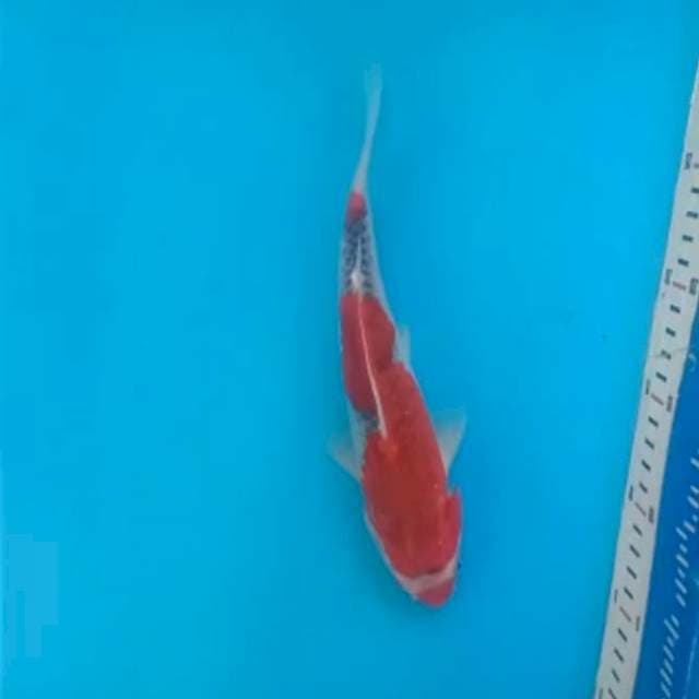 Goshiki size 26 cm
