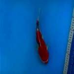 Goshiki size 26 cm