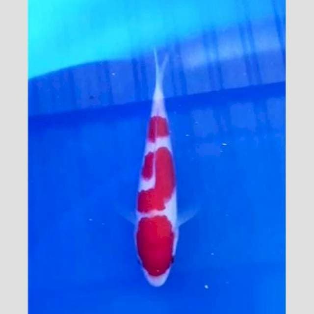 Suroer kohaku f1 20cm original siap show