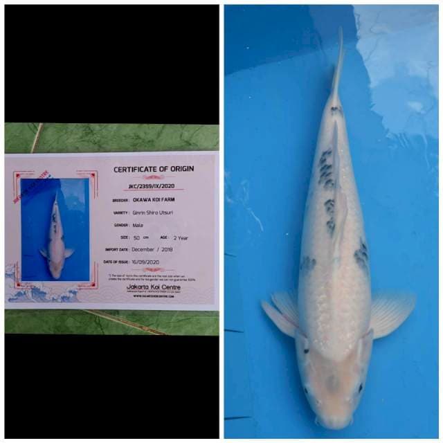 Okawa Jumbo Male Shiro Ginrin