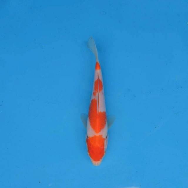 Kohaku Ori F1