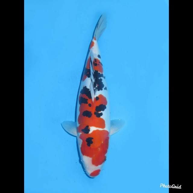 35cm , Female , Sanke Doitsu Murni