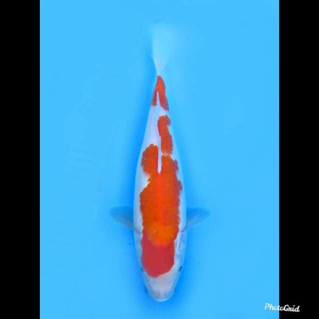 28cm , Female , Nidan Kohaku