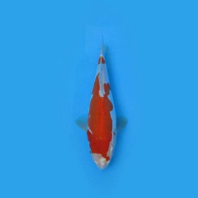 25CM - KOHAKU