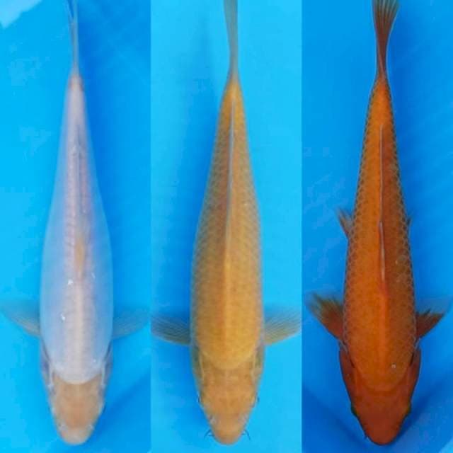 Tricolor - Mix kawarimono 25bu