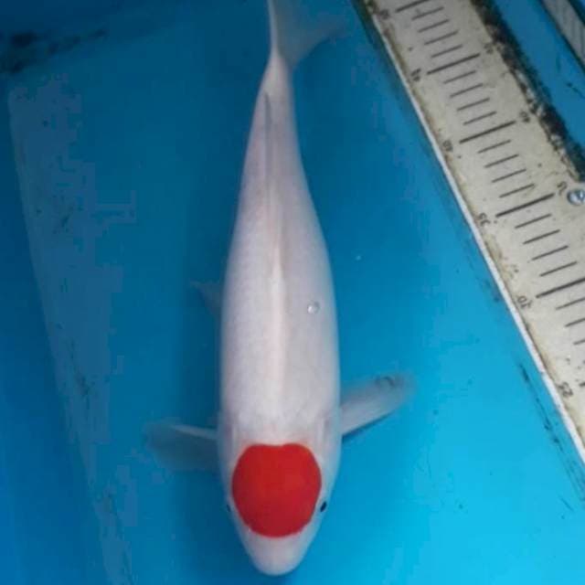 Tanchooo 34 cm