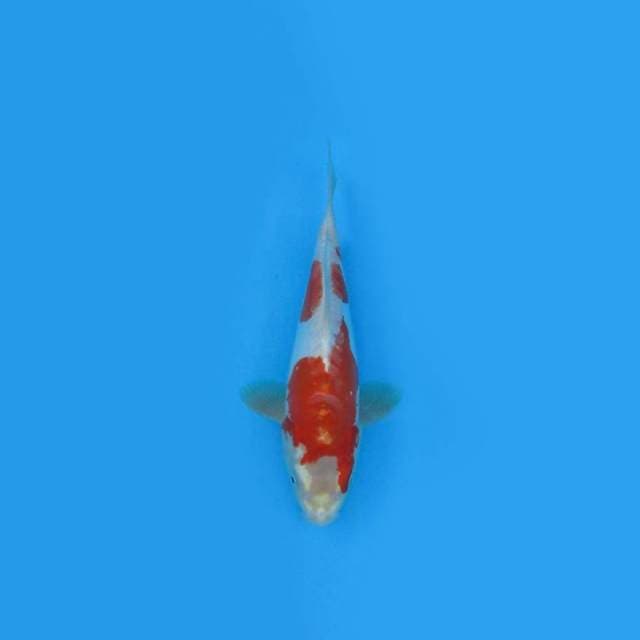 26CM - KOHAKU
