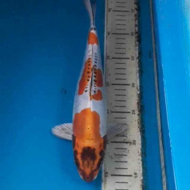 Kikokuryu 32 cm