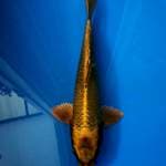 Gold chagoi 25 cm male