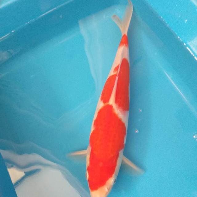 Kohaku strong male 32cm