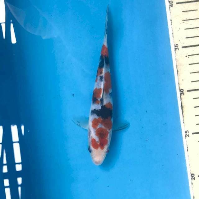 Koromo Sanke, 17 cm