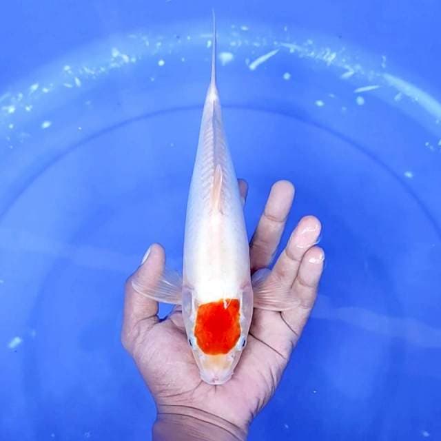 1. Tancho Ori Doitsu || 27 cm