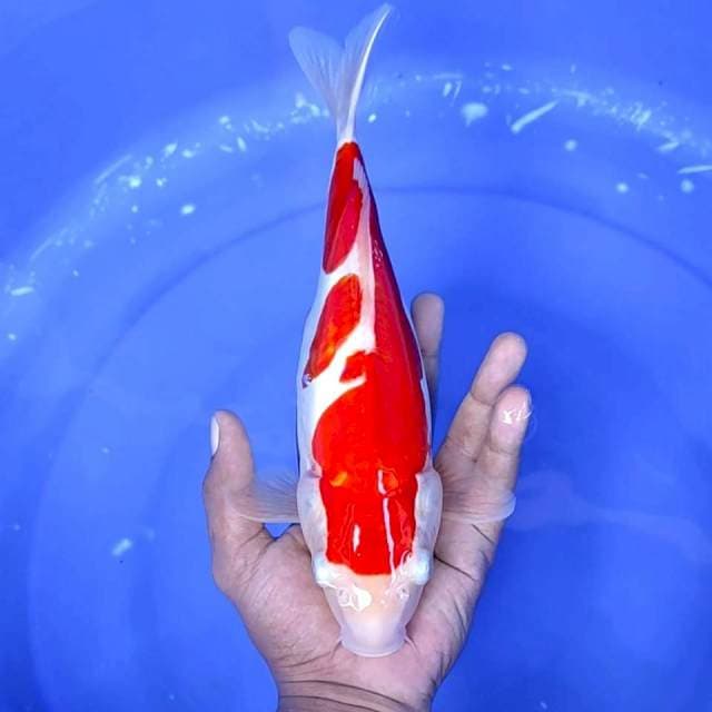 5. Kohaku Doitsu || 28 cm