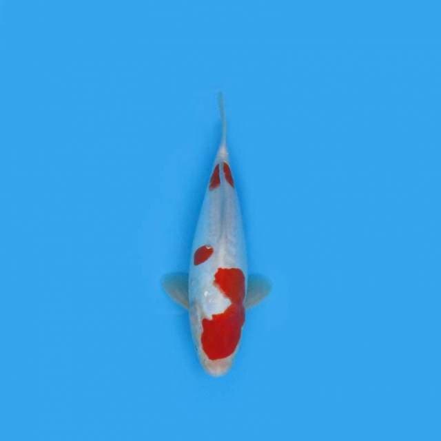 29CM - KIKUSHUI