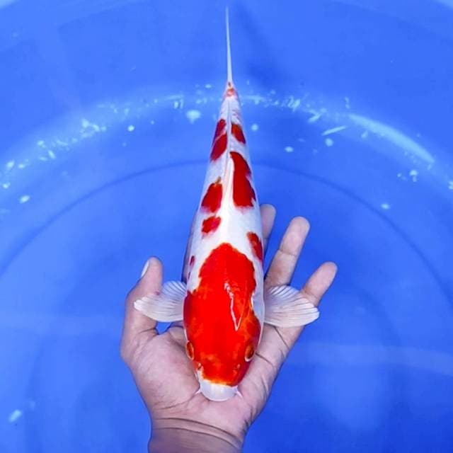 9. Kohaku || 32 cm || Jantan