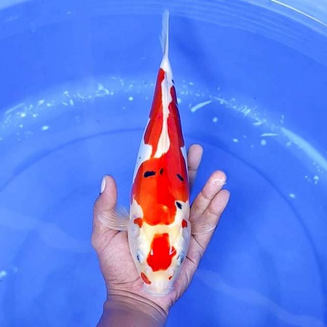 10. Sanke Doitsu Murni || 32 cm