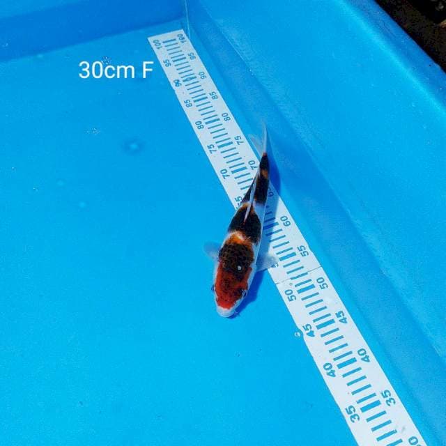 goromo 30cm 