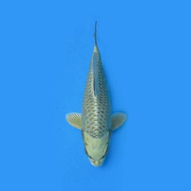 28CM - NEZU OGON