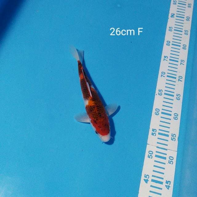 goromo 26cm
