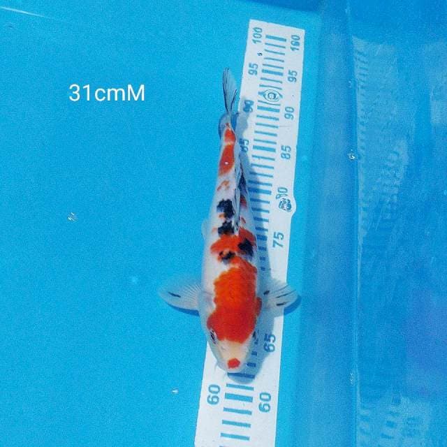 sanke 31cm