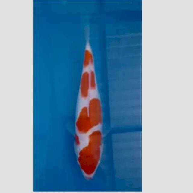 Super kohaku f1 25bu bulky
