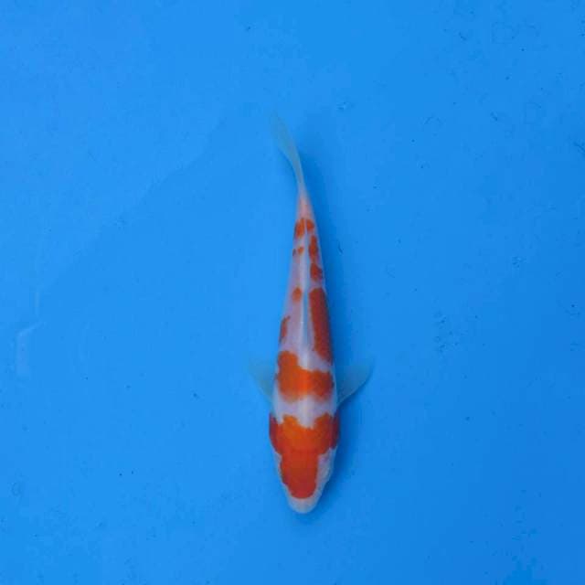 Kohaku Ori F1