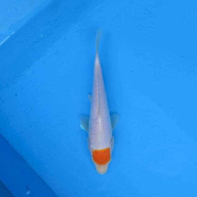 Tancho Aragoke Mulus Ori F1