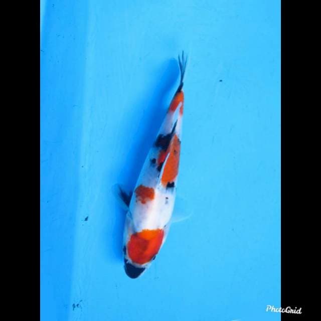 20cm , male , Kindai Showa Halua 