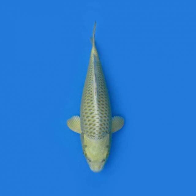 31CM - NEZU OGON