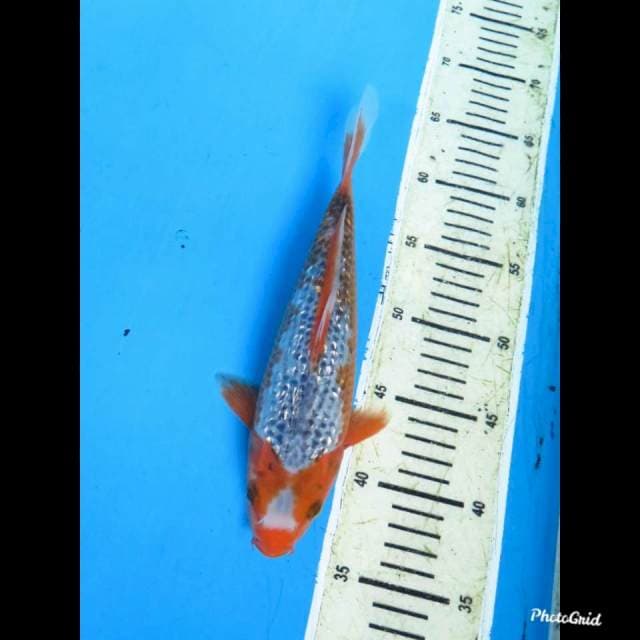 26cm ,male ,, Asagi Full Ginrin