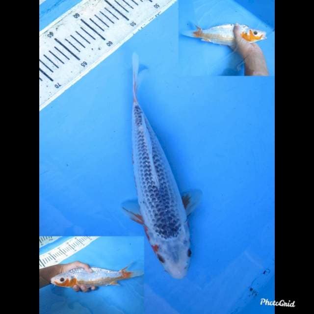 30cm , Male , Asagi