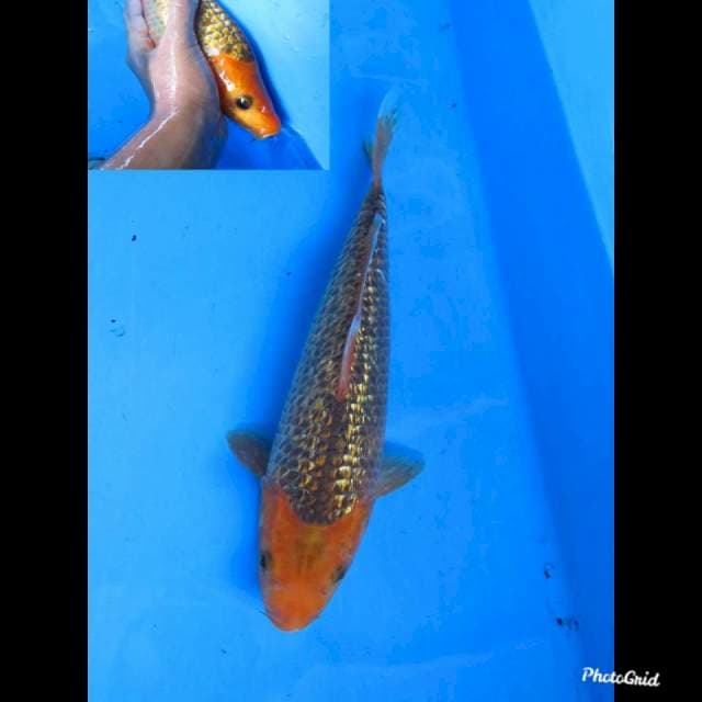 31cm , Female ,  Matsuba Ginrin