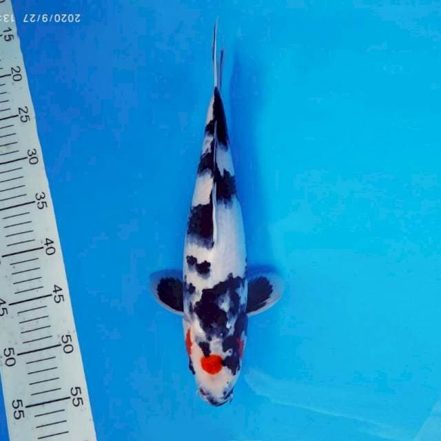 ATAKA 1 - MARUCHI SHOWA ®