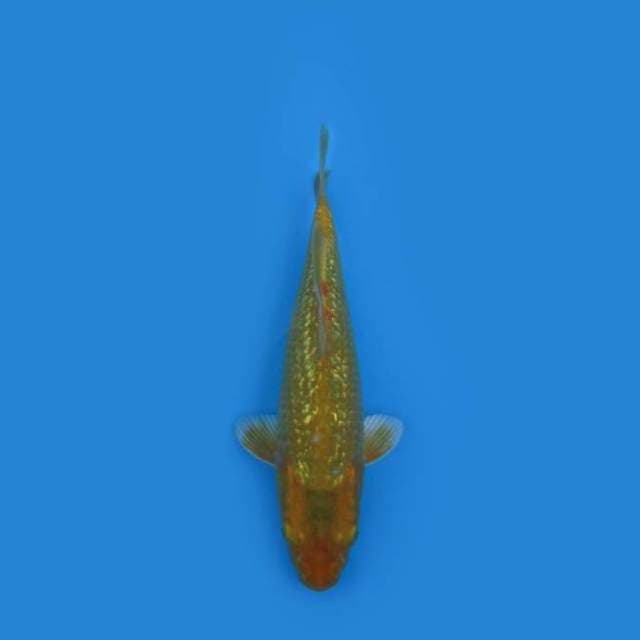 23CM - ORENJI GINRIN