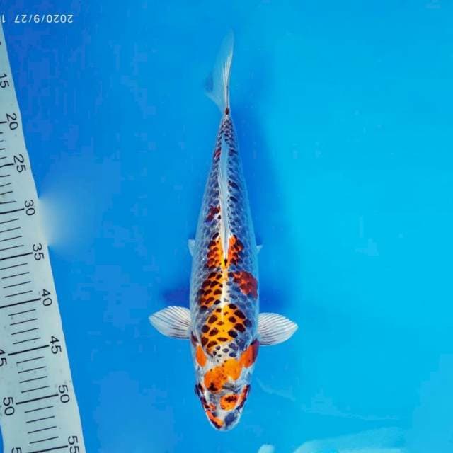 ATAKA 4 - BENI GINGA ®