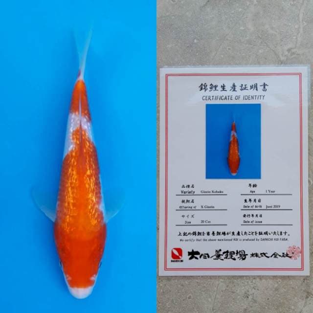 Dainichi ginrin kohaku 20cm serty