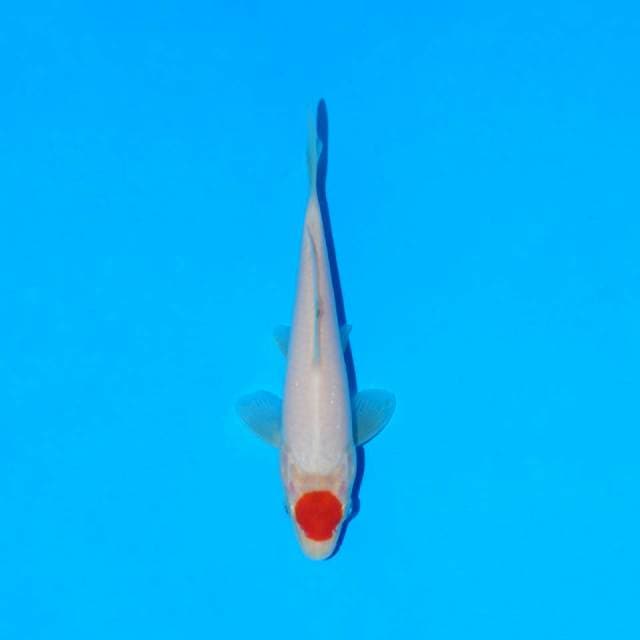 Tancho kohaku