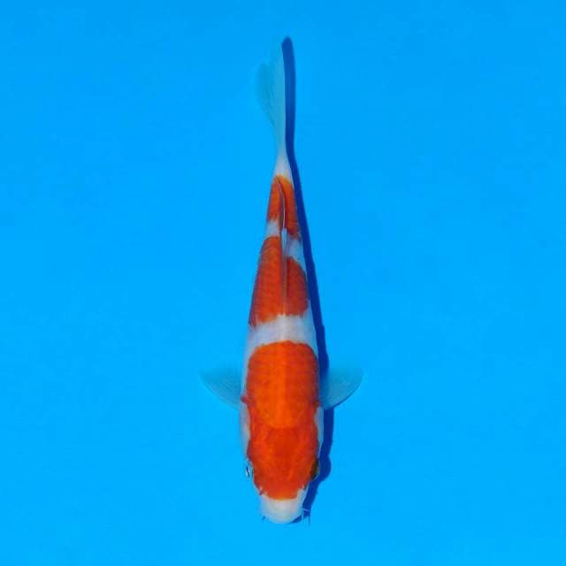 Kohaku