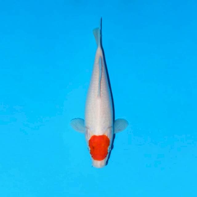 Tancho kohaku