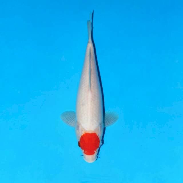 Tancho kohaku