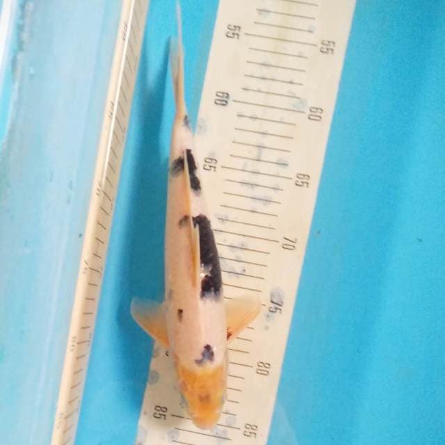 Simple Shiro Utsuri 30 cm