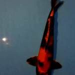 Kin utsuri  37 cm