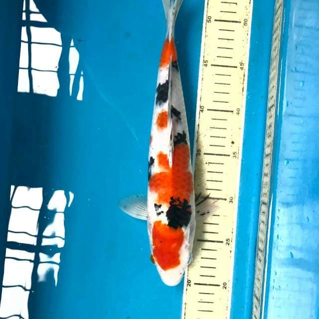 Sanke, 33 cm