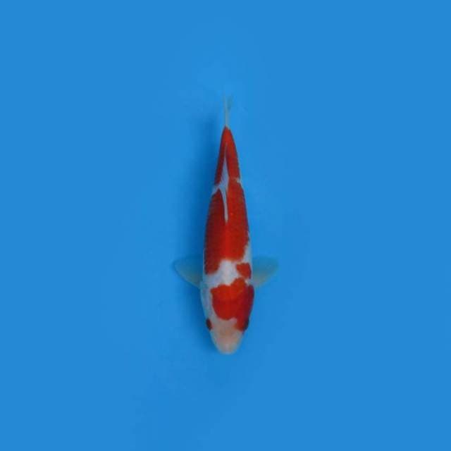23CM - KOHAKU
