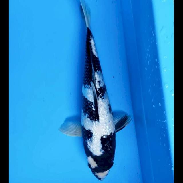 Shiro ginrin punuk 36cm