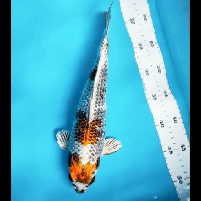 Gin showa antik 32cm male