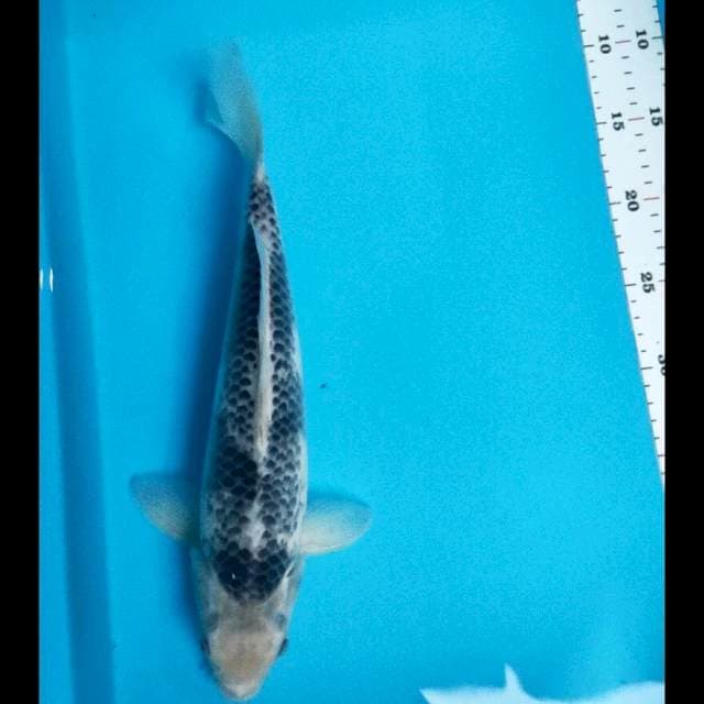 Kage shiro limited 34cm male