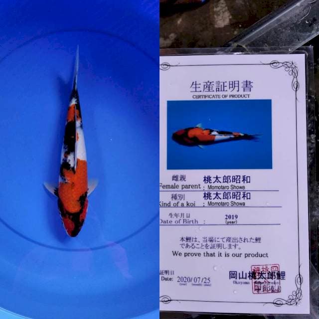 Showa MOMOTARO serti